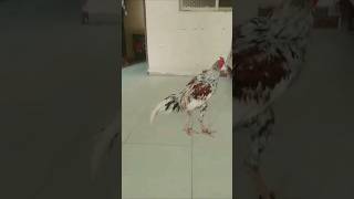 allpetloversaseel chicken aseelmurga birds rooster aseel khaka murgha [upl. by Jay]