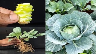 Easiest way of growing Cabbage at home  Regrow cabbage experiment [upl. by Soigroeg93]