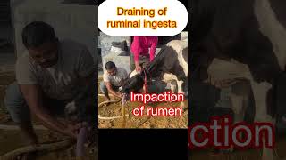 Impaction of rumen l Recurrent Tympani l Bloat l dr Umar Khan [upl. by Onileba179]