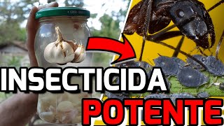 El INSECTICIDA CASERO Para PLANTAS Más Potente Del MUNDO  Combatir PLAGAS Con AJO [upl. by Ardnuaed477]