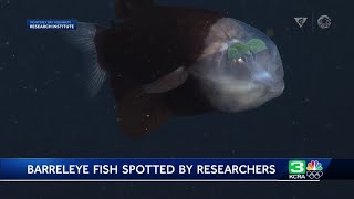 Monterey Bay Aquarium researchers capture rare video of Barreleye fish [upl. by Fanya]