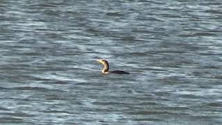 Doublecrested Cormorants Swimming Flying C amp A Shorts [upl. by Fesuy]