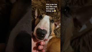 🙏😭 puppy minibullterrier bullterrier pets cute [upl. by Maxwell]