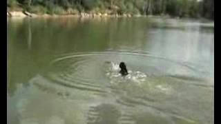 flat coated retriever  dummy training [upl. by Chelsy358]