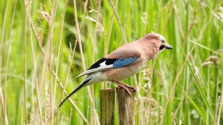 Bird watching in North Norfolk on May Bank Holiday Monday 2024 [upl. by Htebasil]