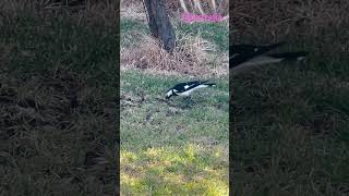 nature 7 magpies Magpie Lark Peewees [upl. by Hayyim]