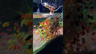 Fish tank🐠 fishvideo fishtank viralvideo [upl. by Annette]