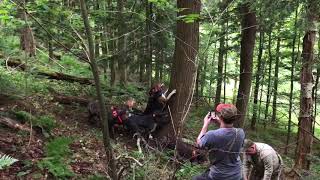 Treeing Walker Hound Tree’d On His First Black Bear [upl. by Rorry]