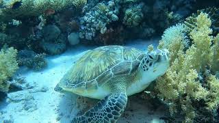 Turtle in Ras Mohammed [upl. by Uri]