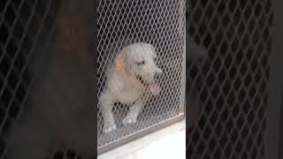 Labour dog Viral video Youtubeshort short video funny video Youtubeshort [upl. by Keviv863]