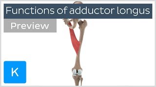 Functions of the adductor longus muscle preview  Human 3D Anatomy  Kenhub [upl. by Airebma38]