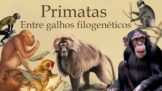 Radiação Adaptativa de Primatas por meio da Filogenia Primatologia [upl. by Kcirttap]