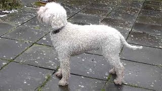 Dog Breed Video Lagotto Romagnolo [upl. by Arihsan]