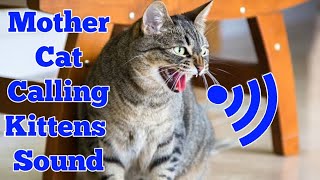 Mother Cat Calling For Her Kittens Sound Effect  Mom Cat Calling Her Kittens  Mama Cat Voice Meow [upl. by Barbabas]