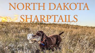 Sharptail Hunting Vol 1  2024  North Dakota [upl. by Suiramaj]