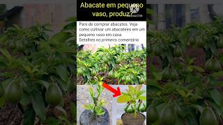 Você nunca mais comerá abacate se esperar colher desse jeito Como plantar abacate em vaso [upl. by Ellinger]