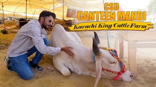 Karachi King trending cattle farm trending viral subscribe shorts [upl. by Stormie]