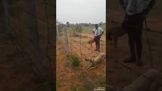 Rajapalayam dog What a powerful jump [upl. by Netniuq]