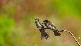 Merops apiaster in slow motion [upl. by Fernande461]