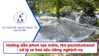 Hướng dẫn phun tạo mầm và lên paclobutrazol  xử lý ra hoa sầu riêng nghịch vụ [upl. by Enimzzaj]