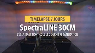 SpectraLINE  Timelapse croissance plante sous barre horticole LED [upl. by Asirb]