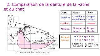 La comparaison du régime alimentaire herbivore et carnivore  مقارنة النظام الغذائي العاشب و اللاحم [upl. by Bloch]