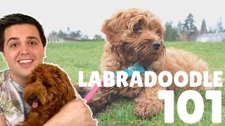 Labradoodle 101  10 Facts About Labradoodle Puppies [upl. by Assila]