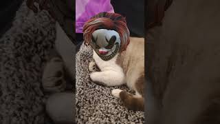 Eso cat halloween 🎃🎃🤣🤣🤣🤣🤣🤣😸😸 cat gatuno gatoloco gatos gatolindo [upl. by Emeric]