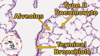 RESPIRATORY SYSTEM ANATOMY Bronchial treeair flow from the layrnx to the bronchioles model [upl. by Sacks]