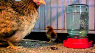 Malaysian Serama hatches Serama  Frizzle 5 year breeding program [upl. by Ibrahim]