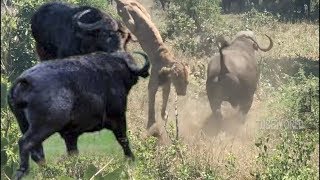 Herd Buffalo Fight Lion To Save Another Buffalo [upl. by Cicely]