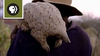 Baby Pangolin and Her Best Friend [upl. by Werner]