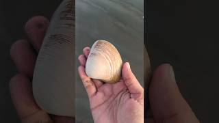 Large size beautiful seashell at the seashore seashell seashore shorts youtubeshorts [upl. by Jackson]