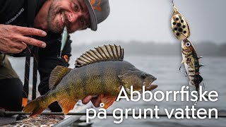 Abborrfiske på grunt vatten – stor fisk på spinnare [upl. by Cadmar]