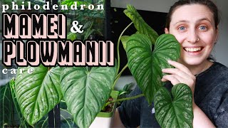 Philodendron Mamei amp Plowmanii Care🪴 how to care for terrestrial philodendron [upl. by Ladew695]