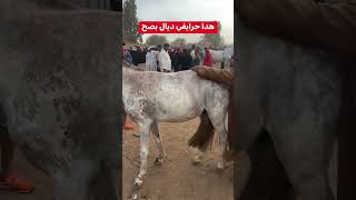 اكسبلور driouch خيل الدارالبيضاء الجاليةالمغربية الخيل rif alhoceima حصان nador [upl. by Inava]