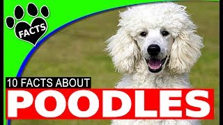 Top 10 Interesting Facts About Poodle Dogs 101 [upl. by Madelina]