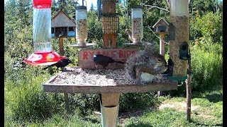 quotRyans Bird Buffetquot at Brownvilles Food Pantry for Deer [upl. by Corenda552]