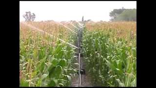 Maize Clip ExpoAgro 1 [upl. by Laddie]