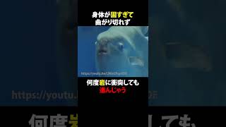 【ゆっくり解説】地球最弱と言われるマンボウのはなぜ弱いのかこっそり教えます 動物 1分雑学 雑学 [upl. by Kylstra]