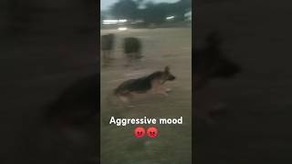 German shepherd dog attack on cows shorts viralvideo attack trending roymonuvlogsjm viral [upl. by Aria]