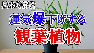 【風水的解説】あなたが置いている観葉植物は大丈夫ですか？正しい観葉植物を置かなければ逆に運気を爆下げする原因になります！！ [upl. by Sinclare864]