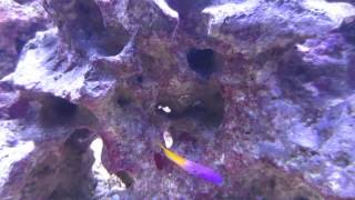 Bicolor Blenny vs Royal Gramma [upl. by Selie]