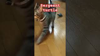 sergeant turtle imitates the cute cat [upl. by Moretta]