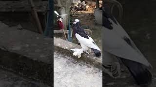 Pouter pigeon fancypigeon jharkhand westbengal biharonly for showviralshorts [upl. by Artemus750]