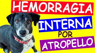 HEMORRAGIA INTERNA por ATROPELLO en PERROS  Primeros Auxilios y Cuidados Veterinarios [upl. by Onitnas148]