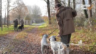 Chiens de chasse en Vienne [upl. by Frye]