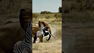 Will the zebra survive Elephant zebra wild anim animals wildlife [upl. by Hnad]