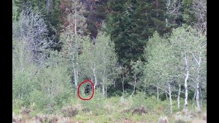 Bowhunter Stalks Past Sasquatch in Oak Stand amp Mountain View Bigfoot [upl. by Gnoc]