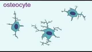 AP1 BONE OSTEOBLASTS amp OSTEOCYTESavi [upl. by Randee219]